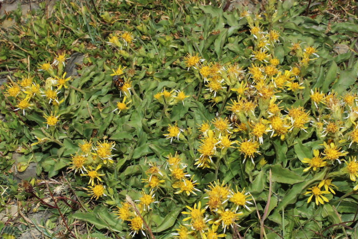 Solidago virgaurea subsp. minuta / Verga d''oro minuta